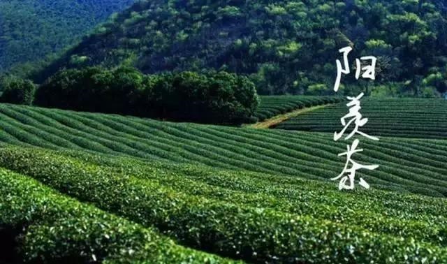 宜兴阳羡茶