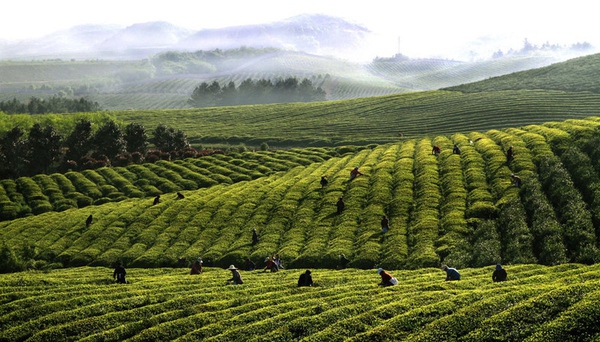 阳羡贡茶