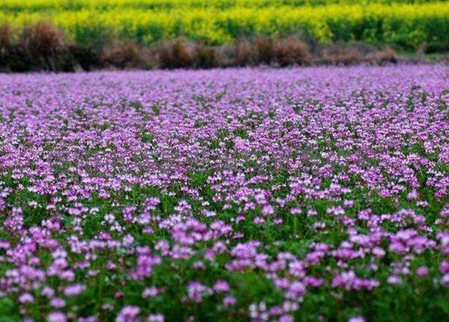 红花草