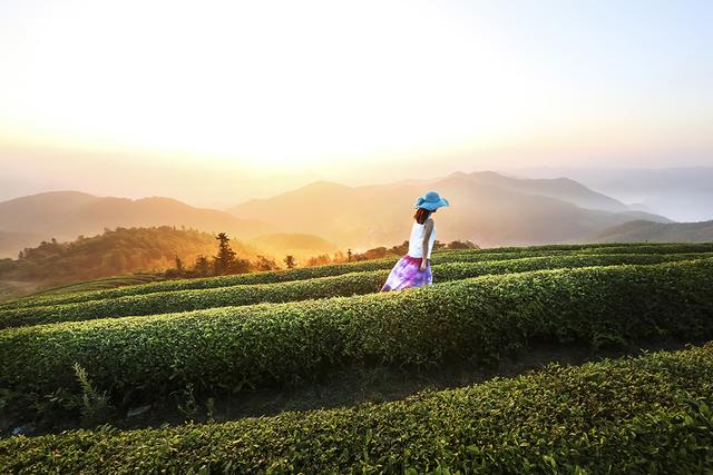 宜兴红茶（宜兴红）