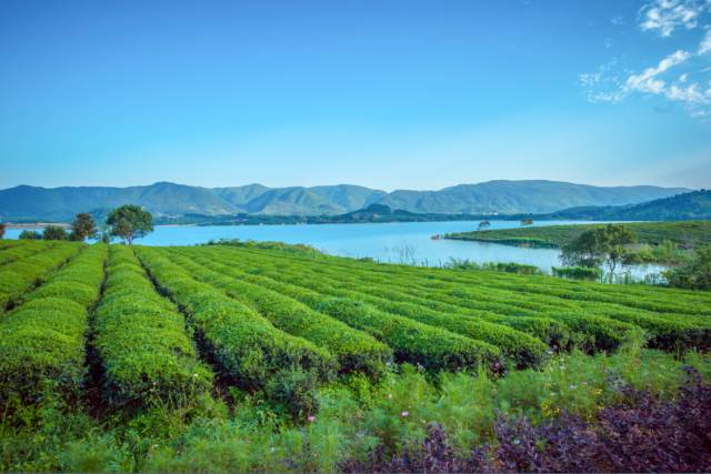 湖父茶旅特色小镇