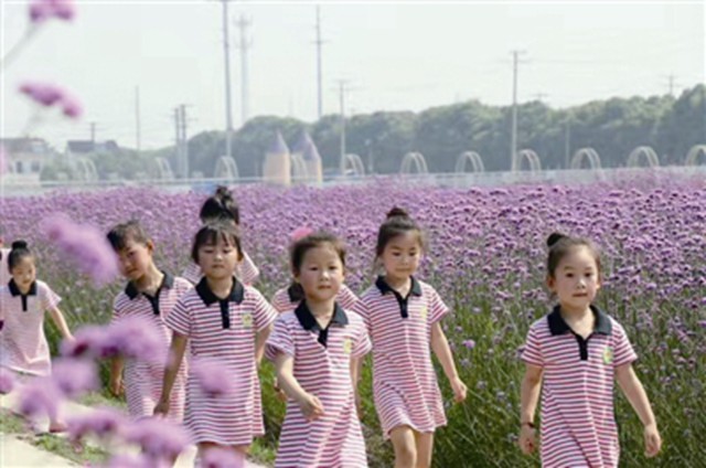 美丽乡村 花田故事