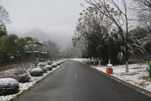  竹海雪景