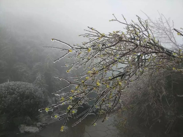  竹海雪景