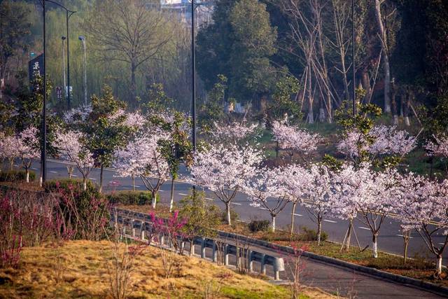 湖父樱花