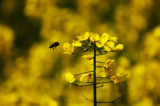 宜兴油菜花