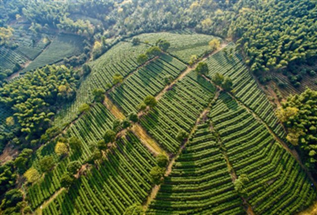 茶旅风情小镇