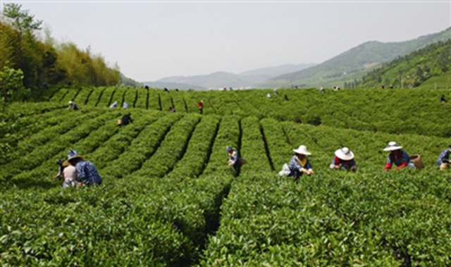 茶旅风情小镇