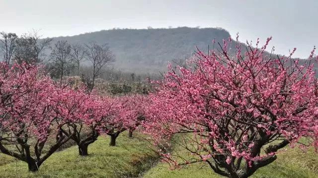 宜兴梅花