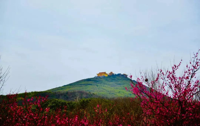 屺山梅园