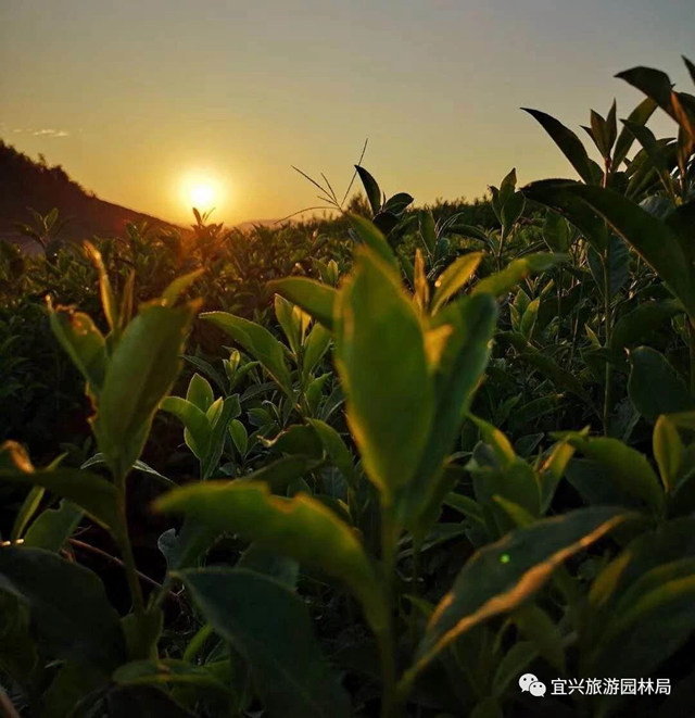 阳羡红茶与紫砂