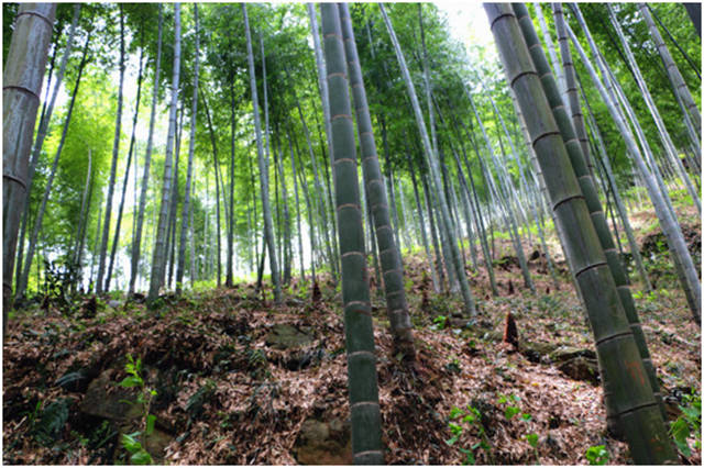 宜兴竹海风景区